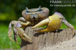 Indonesische Riesenlandkrabbe, Cardisoma carnifex, Zufällig ausgewählt