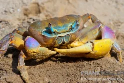 Indonesische Riesenlandkrabbe, Cardisoma carnifex, Zufällig ausgewählt