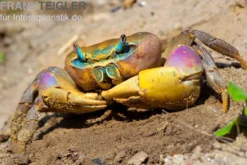 Indonesische Riesenlandkrabbe, Cardisoma carnifex, Zufällig ausgewählt