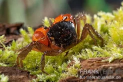Inkakrabbe, Fasciarma fasciatum, Zufällig ausgewählt