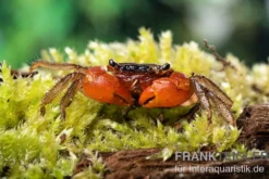 Inkakrabbe, Fasciarma fasciatum, Zufällig ausgewählt