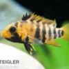 Inka Zwergbuntbarsch, Apistogramma baenschi inka, paarweise M