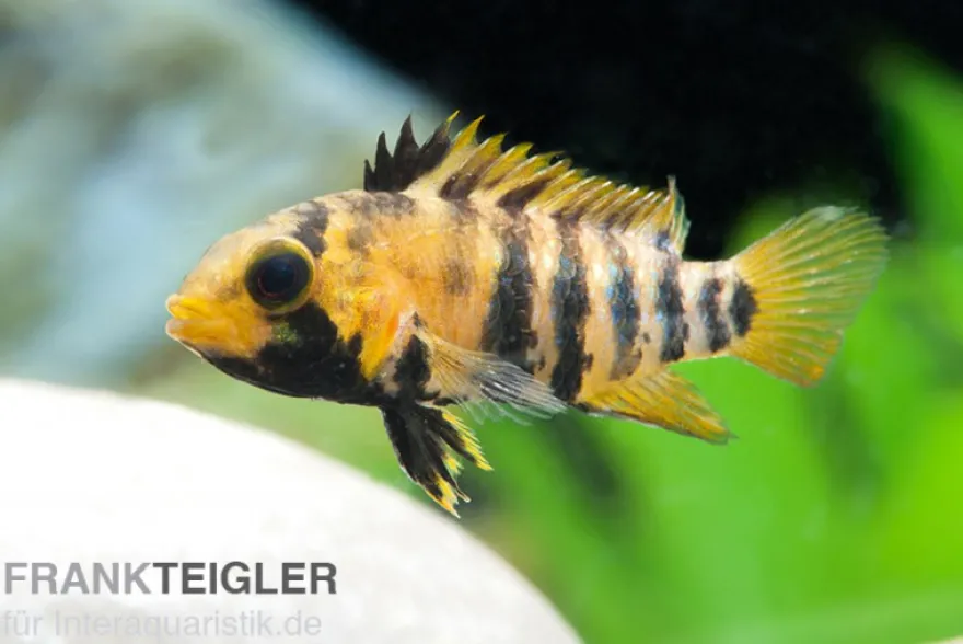 Inka Zwergbuntbarsch, Apistogramma baenschi inka, paarweise M