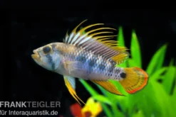Inka Zwergbuntbarsch, Apistogramma baenschi inka, paarweise M