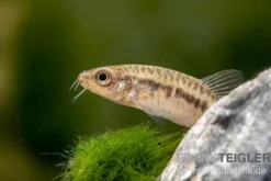 Inle-Zwergschmerle, Yunnanilus brevis