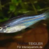 Inselbärbling, Danio kerri