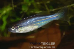 Inselbärbling, Danio kerri