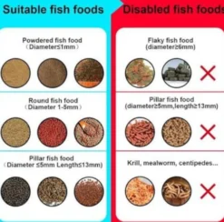 Intelligent Visual Fish Feeder - Smarter Futterautomat mit Kamera