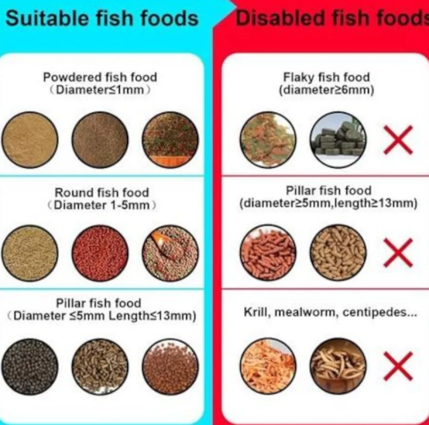 Intelligent Visual Fish Feeder - Smarter Futterautomat mit Kamera