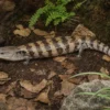 Irian-Jaya-Blauzungenskink, Tiliqua sp. irian jaya
