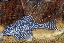 Iriri-Harnischwels, Hypancistrus spec. L236, 4-5 cm