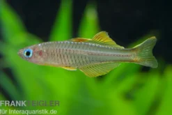Ivantsoff's Blauauge, Pseudomugil ivantsoffi