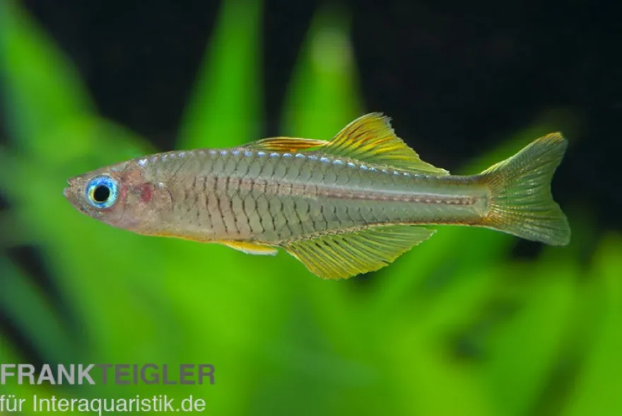 Ivantsoff's Blauauge, Pseudomugil ivantsoffi