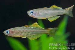 Ivantsoff's Blauauge, Pseudomugil ivantsoffi