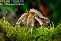 Jade-Tiger-Einsiedlerkrebs, Coenobita patsyae