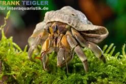 Jade-Tiger-Einsiedlerkrebs, Coenobita patsyae