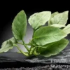 Jade-Zwergspeerblatt, Anubias nana "Jade", im Topf