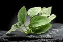 Jade-Zwergspeerblatt, Anubias nana "Jade", im Topf