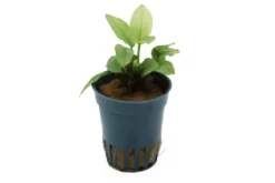 Jade-Zwergspeerblatt, Anubias nana "Jade", im Topf