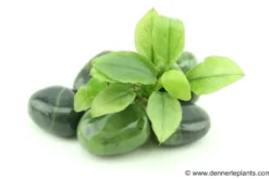 Jade-Zwergspeerblatt, Anubias nana