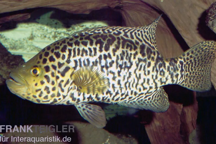 Jaguarcichlide, Parachromis managuensis
