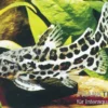 Jaguardornwels, Liosomadoras oncinus
