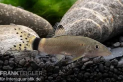 Jaguar-Prachtschmerle, Yasuhikotakia splendida