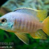 Jalo-Reef-Buntbarsch, Placidochromis sp. JALO REEF, 5-9 cm DNZ