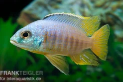 Jalo-Reef-Buntbarsch, Placidochromis sp. JALO REEF, 5-9 cm DNZ