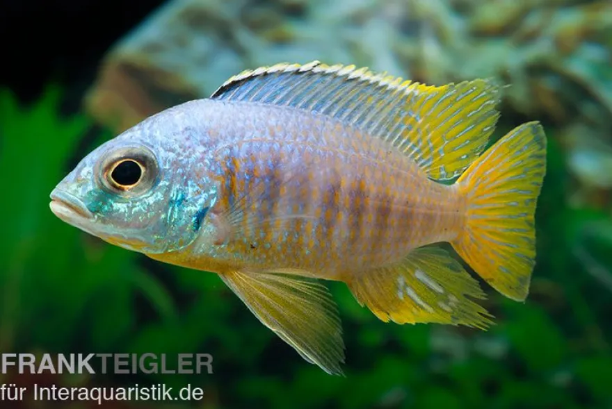 Jalo-Reef-Buntbarsch, Placidochromis sp. JALO REEF, 5-9 cm DNZ