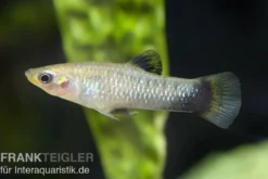 Jamaikakärpfling, Limia melanogaster, gemischt