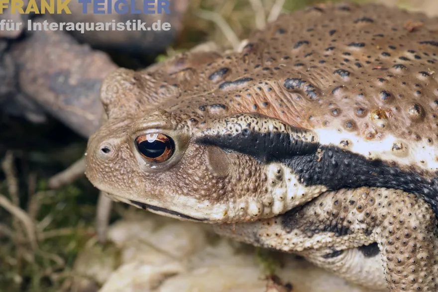 Japanische Erdkröte, Bufo japonicus DNZ