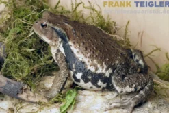 Japanische Erdkröte, Bufo japonicus DNZ