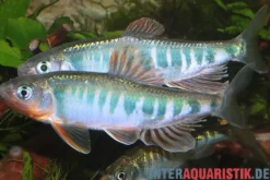 Japanischer Drachenfisch, Zacco platypus, 4-5 cm (Kaltwasser & Warmwasser)