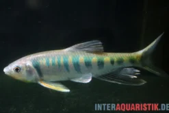 Japanischer Drachenfisch, Zacco platypus, 4-5 cm (Kaltwasser & Warmwasser)