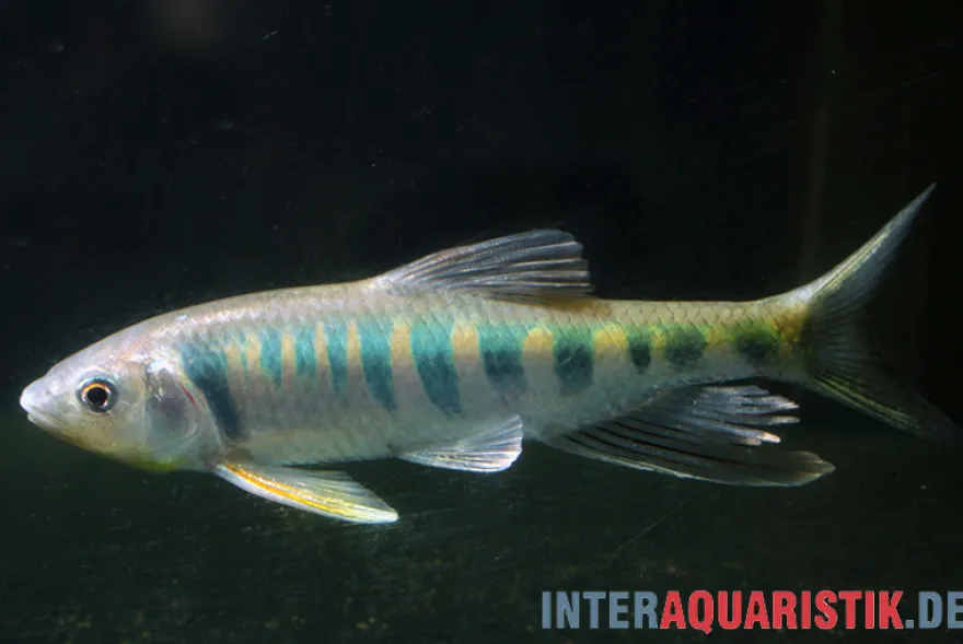 Japanischer Drachenfisch, Zacco platypus, 4-5 cm (Kaltwasser & Warmwasser)