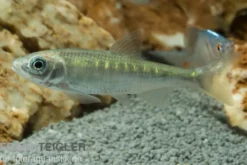 Japanischer Drachenfisch, Zacco platypus, 4-5 cm (Kaltwasser & Warmwasser)