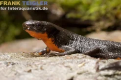 Japanischer Feuerbauchmolch, Cynops pyrrhogaster