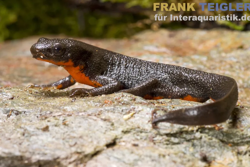 Japanischer Feuerbauchmolch, Cynops pyrrhogaster