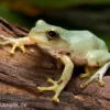 Japanischer Ruderfrosch, Rhacophorus arboreus