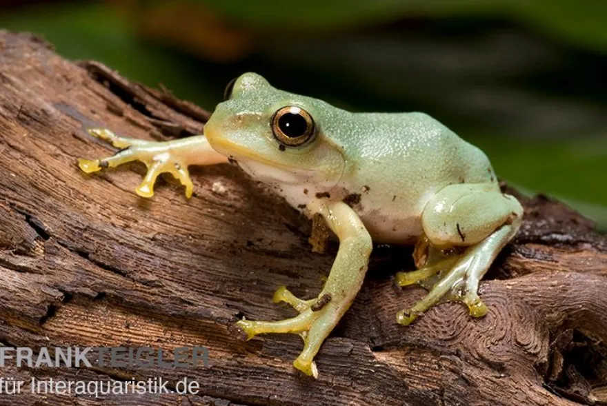 Japanischer Ruderfrosch, Rhacophorus arboreus