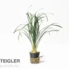 Japanischer Schlangenbart, Ophiopogon japonicus (Terrariumpflanze)