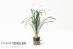 Japanischer Schlangenbart, Ophiopogon japonicus (Terrariumpflanze)
