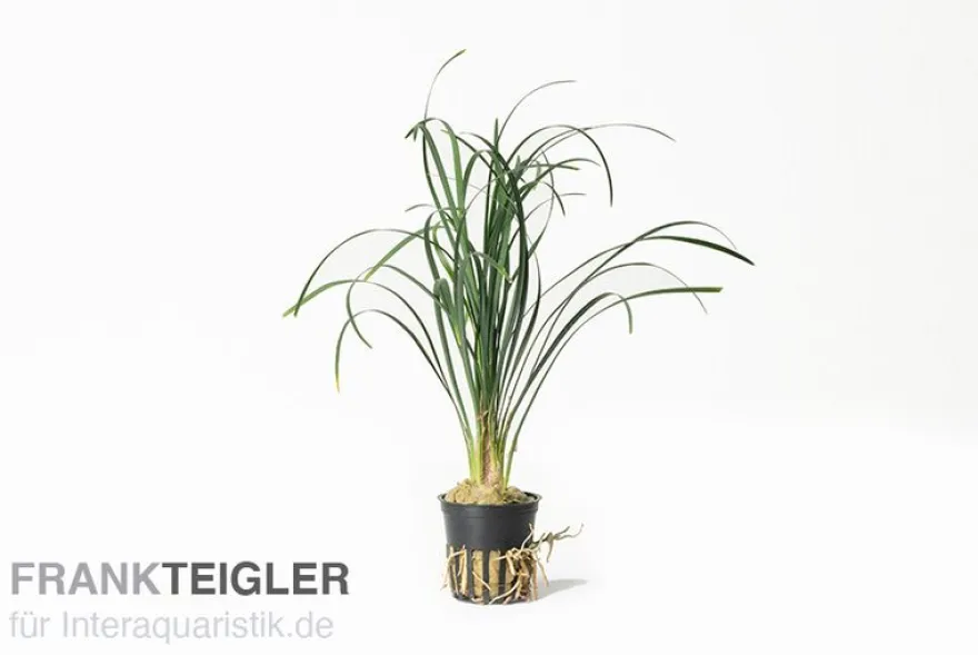 Japanischer Schlangenbart, Ophiopogon japonicus (Terrariumpflanze)
