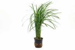 Japanischer Schlangenbart, Ophiopogon japonicus (Terrariumpflanze)