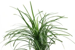 Japanischer Schlangenbart, Ophiopogon japonicus (Terrariumpflanze)