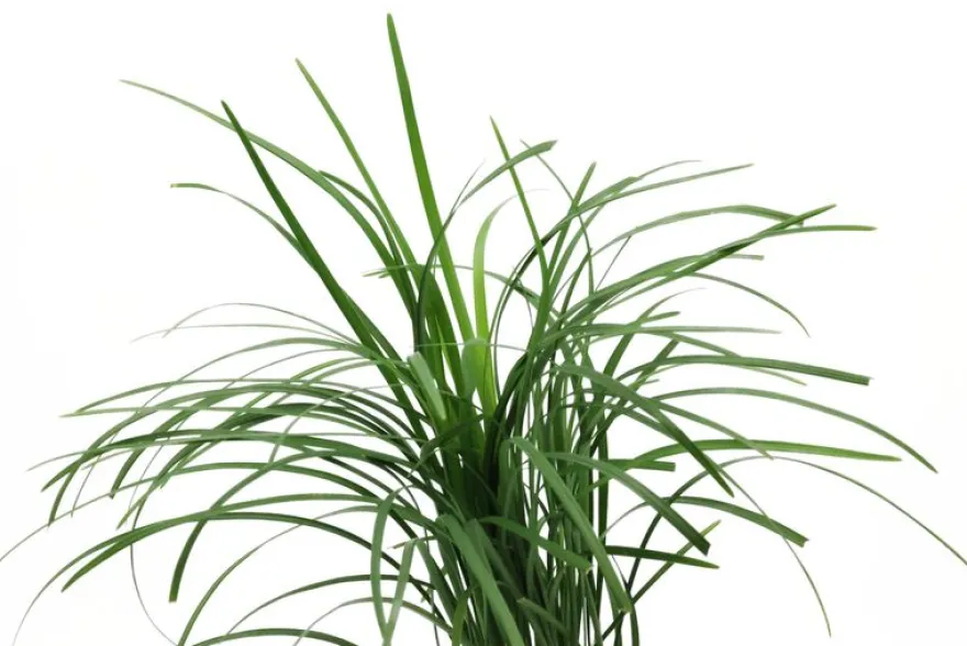 Japanischer Schlangenbart, Ophiopogon japonicus (Terrariumpflanze)