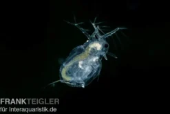 Japanischer Wasserfloh, Moina macrocopa, Zuchtansatz, 500 ml