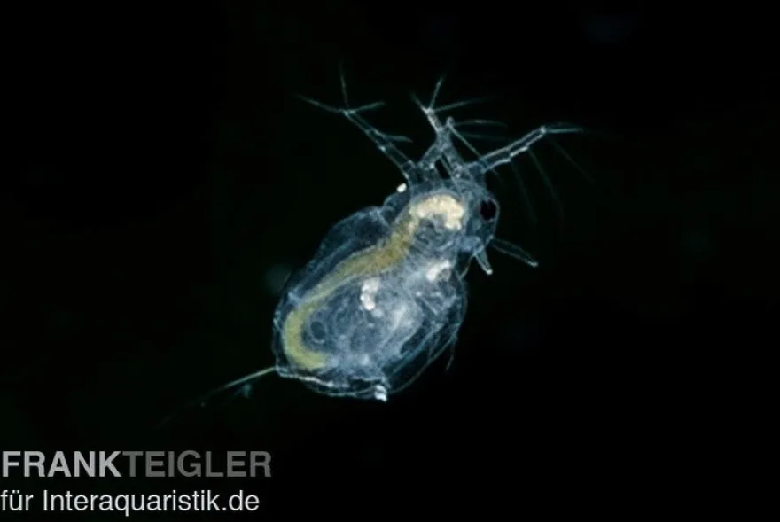 Japanischer Wasserfloh, Moina macrocopa, Zuchtansatz, 500 ml
