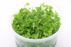 Japanischer Wassernabel, Hydrocotyle tripartita, im 250 ml Becher